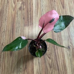 Pink princess philodendron A
